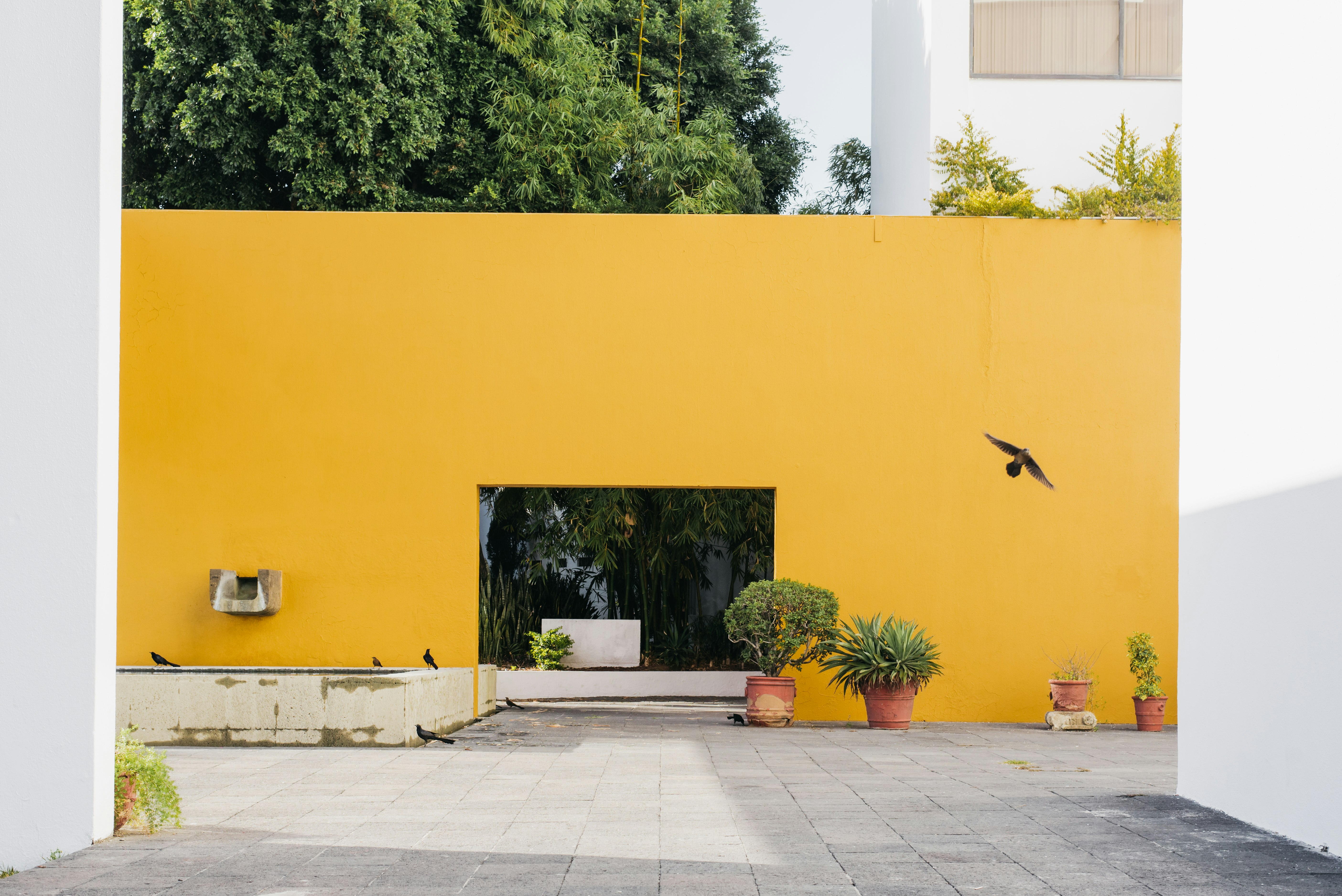 yellow and white concrete wall with green trees
